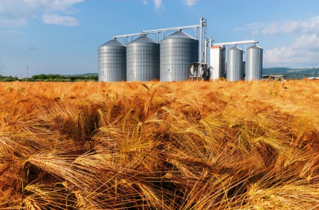Grain losses in silos due to pests and rodents
