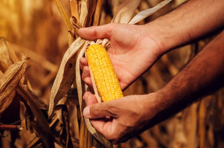 Grain industry takes a direct hit as Eskom puts additional strain on agriculture